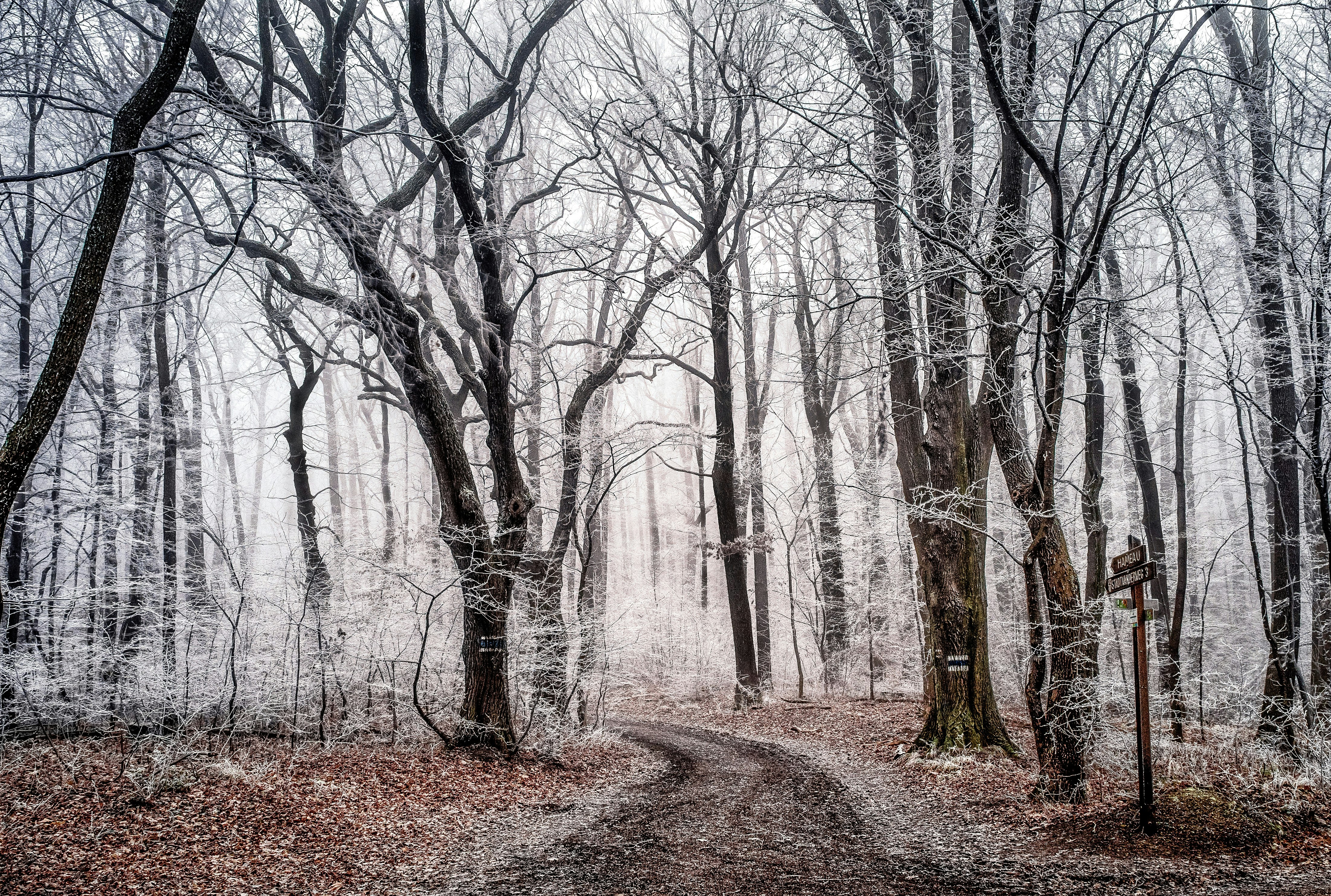 leafless trees